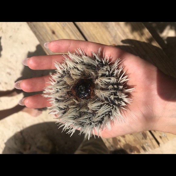 Meet your Posher, Oxy - Picture 2 of 2